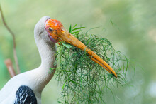 Indian, Painted Stork (Ibis Leucocephalus) , Making Nest With Grass, Kolkata , West Bengal, India