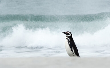 Wall Mural - magellanic penguin standing on a sandy beach against large waves
