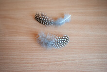 Small Guinea Fowl Feather On Wooden Background Top View, Selective Focus