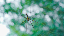 Close Up Macro Shot Of A Asia Garden Spider  Sitting In A Spider Web