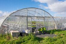 Spacious Glasshouse With Rows Of Lettuce
