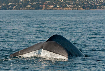 Wall Mural - Blue Whale Tail Fluke Off Dana Point, California