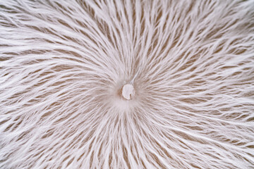 Mycelium 