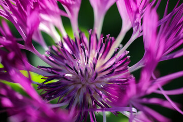 Sticker - Plant Centaurea Montana