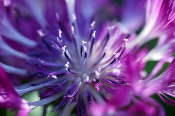 Sticker - Plant Centaurea Montana