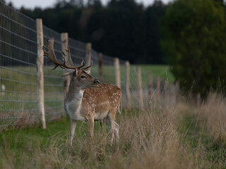 a eurasian dam deer with branched palmate antlers, with white-spotted reddish-brown coat