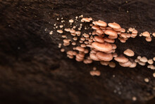 Common Gilled Mushrooms On A Log