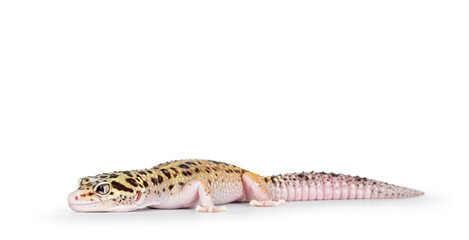 Poster - Beautiful Mack Snow Eclipse colored  Eublepharis macularius or Leopard Gecko, standing side ways. Isolated on a white background. Head turned to the camera showing both eyes.