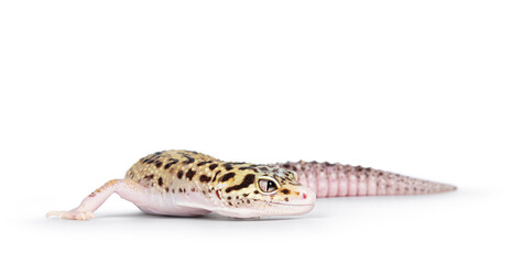 Poster - Beautiful Mack Snow Eclipse colored  Eublepharis macularius or Leopard Gecko, standing side ways. Isolated on a white background. Body in turning position, looking away from camera.
