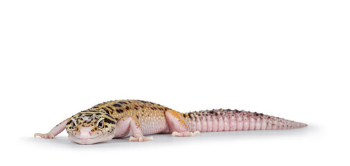 Poster - Beautiful Mack Snow Eclipse colored  Eublepharis macularius or Leopard Gecko, standing side ways. Isolated on a white background. Looking beside camera.
