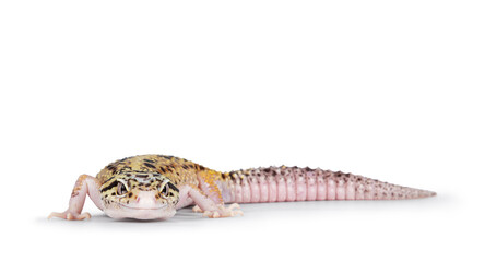 Poster - Beautiful Mack Snow Eclipse colored  Eublepharis macularius or Leopard Gecko, standing side ways. Isolated on a white background. Head turned to the camera showing both eyes.