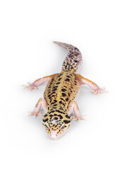 Poster - Top view of beautiful Mack Snow Eclipse colored  Eublepharis macularius or Leopard Gecko, standing. Isolated on a white background. Looking straight ahead.