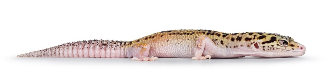 Poster - Beautiful Mack Snow Eclipse colored  Eublepharis macularius or Leopard Gecko, standing side ways. Isolated on a white background. Looking straight ahead showing profile.