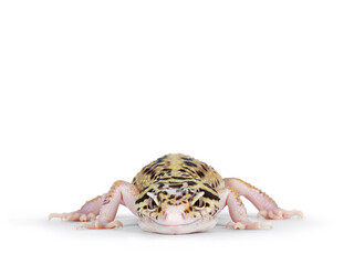 Fototapete - Head shot of beautiful Mack Snow Eclipse colored  Eublepharis macularius or Leopard Gecko, standing facing front. Isolated on a white background. Looking straight ahead stowards camera.