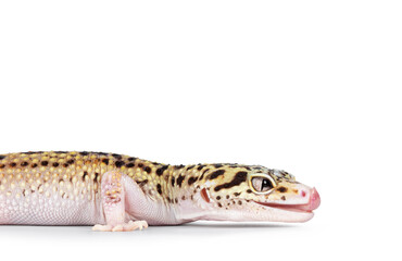Poster - Head shot of beautiful Mack Snow Eclipse colored  Eublepharis macularius or Leopard Gecko, standing side ways. Isolated on a white background. Looking straight ahead showing profile and tongue out lic