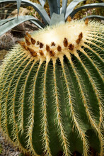 Image Of Golden Barrel Cactus (Echinocactus Grusonii), Also Known As Mother-in-law's Cushion