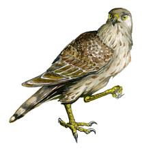 Watercolor Drawing Of A Young Goshawk Isolated On White Background