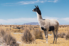 Alpacas And Llamas Grazing In The Sajama National Park In Bolivia On A Sunny Day With Blue Sky And Clouds Surrounded By Snowy Mountains And Dry Vegetation