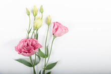 Pink Peony With Two Blooms And Buds On White Background