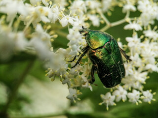 bug on a leaf