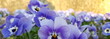 Panorama zart blaue lila very peri  Blüten Stiefmütterchen Viola Hintergrund ockergelb