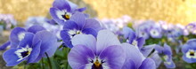 Panorama Zart Blaue Blüten Stiefmütterchen Viola Hintergrund Ockergelb