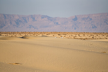 Rally in Tunisian desert. View of the desert in western Tunisia , beginning of the Sahara.