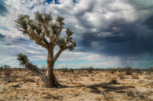 A Lone Joshua Tree In The High Desert Plain With A Coming Storm.