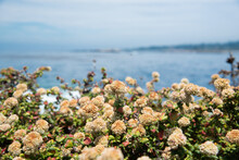 Flowers Along The California Coast On The Oceanside