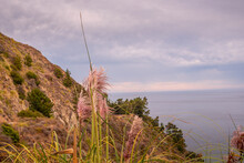 Pink Feathery Flowers On The Pacific Coast In California