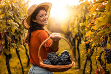 Woman With Basket Of Grapes In Vineyard