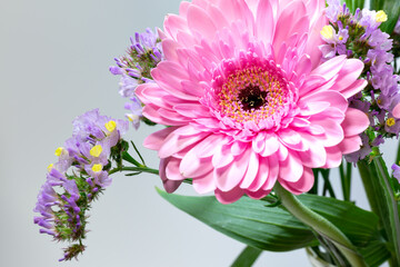 Wall Mural - Full blooming of pink flower of Gerbera