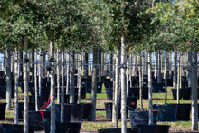 Rows Of A Variety Of Deciduous Trees In Black Colored Pots Under The Blue Sky. There Are Orange, Grape, Ash, The Large Tree Farm Has Hills And Valleys With A Wire Fence Surrounding The Property.