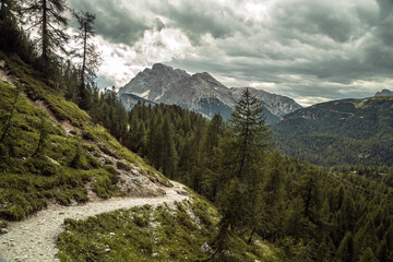  Alta via mountain path in dolomite pine forest, Italy, Trentino
