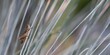 Konik polny (Orthoptera) siedzący wśród liści kostrzewy sinej (Festuca glauca)
