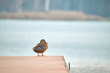 Lonely Wild Duck Resting On Lake Shore Wooden Pier. Birdwatching Concept