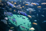 Fototapeta Łazienka - fish swimming underwater clear blue ocean