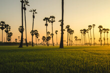Landscape Silhouette Palm Trees Sunrise Fog Winter.	