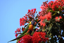 Rainbow Lorikeet Standing Tall And Squawking While Surrounded By Flowers In A Red Flowering Gum Tree, Corymbia Ficifolia, During A Clear Day