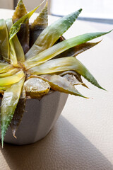 Wall Mural - Dying aloe-vera plant close up home plant