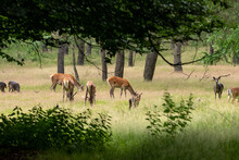 Mixed Herd Of Red Deer And Fallow Deer