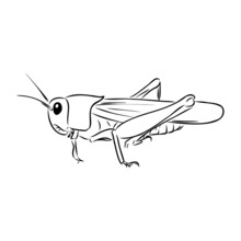 Locust, Contour Sketch Isolated On White Background Vector