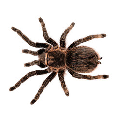 Fototapete - Top view of female adult Curly Hair Tarantula aka Tliltocatl albopilosus, standing on white background.