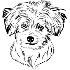 Maltese Dog Head Potrait Vector on a White Background