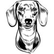 Dachshund Dog Head Potrait Vector on a White Background