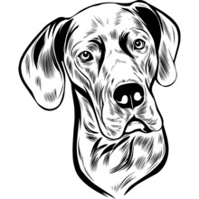 Great Dane Dog Head Potrait Vector On A White Background