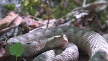 Portrait Of Long-nosed Sand Viper (Vipera Ammodytes) On The Ground In The Woods