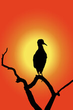 Silhouette Sunset Bird, Sunrise Branch Outline, The Silhouette Of A Bird On A Branch. Silhouette Of Egret Bird.