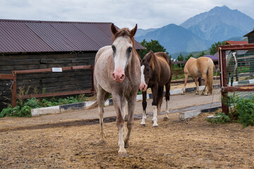 two horses in a farm