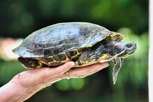 Photo Picture Of Red Eared Terrapin Turtle Trachemys Scripta Elegans Tortoise